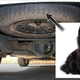 Illustration for article titled New York Woman Drives 100 Miles With A Kitten In Her Bumper
